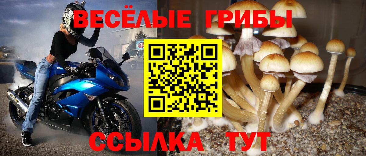Галлюциногенные грибы Psilocybe  закладка  Галлюциногенные грибы Psilocybine cubensis  Балаково  Вход с VPN 